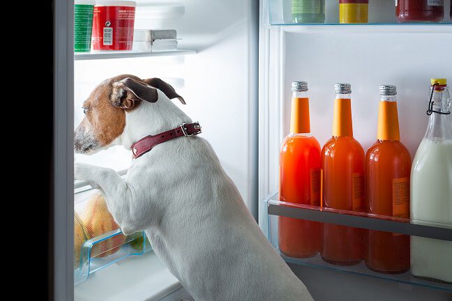 A small dog with a red collar is standing on its hind legs and looking into an open refrigerator. The fridge contains various bottles and food items, and the dog appears to be curiously inspecting the contents.